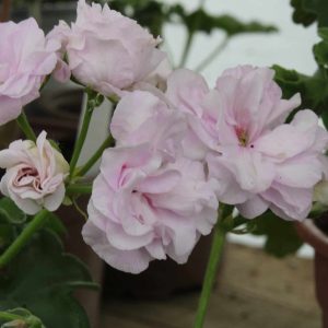 Jacky Gauld Pelargonium - ф9 саксија - Image 4