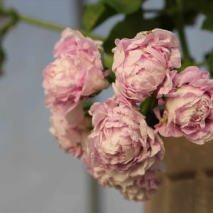 Jacky Gauld Pelargonium - ф9 саксија - Image 5