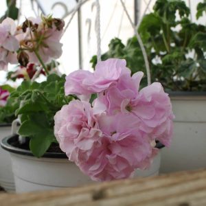 Jacky Gauld Pelargonium - ф9 саксија - Image 2