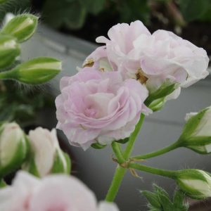 Jacky Gauld Pelargonium - ф9 саксија - Image 3