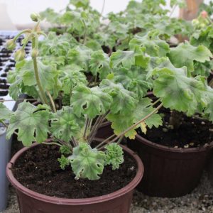 Pelargonium Zonartic Rushmoor Orinoco - Image 3