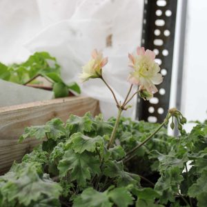 Pelargonium Zonartic Rushmoor Orinoco - Image 2