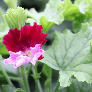 Pelargonium Quantock Perfection - Image 6
