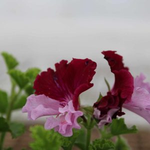 Pelargonium Quantock Perfection - Image 7