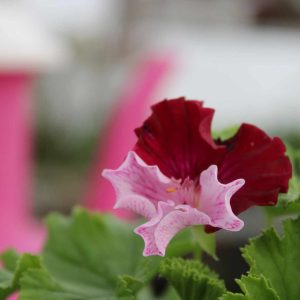 Pelargonium Quantock Perfection - Image 2