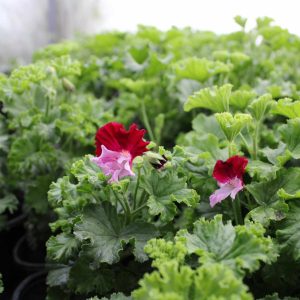 Pelargonium Quantock Perfection - Image 4