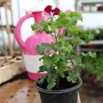 Read more about the article Кралицата на цветовите: Ројал и Ангел Пеларгониуми се веќе во HortiGardens 🌸
