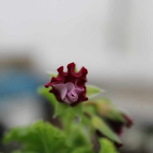 Pelargonium Quantock Perfection - Image 5