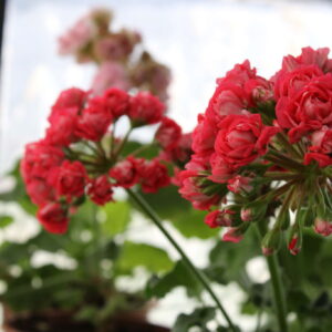 Pelargonium TA Love Story