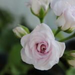 Read more about the article Pelargonium ‘Jackie Gauld’ – Сардела со Срце на Ружа