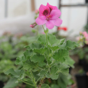 Royal pelargonium (Pelargonium grandiflorum)