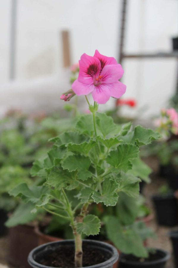 Royal pelargonium (Pelargonium grandiflorum)
