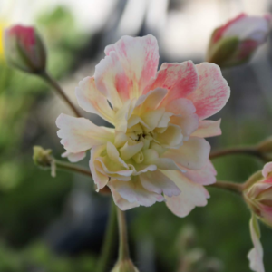 Pelargonium Zonartic Rushmoor Orinoco - Image 5