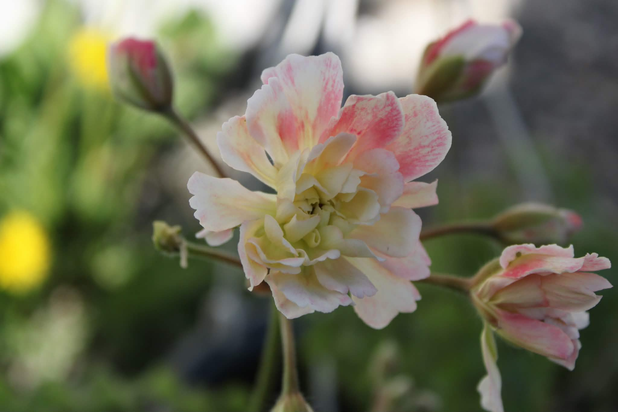 Pelargonium Zonartic Rushmoor Orinoco - Image 5