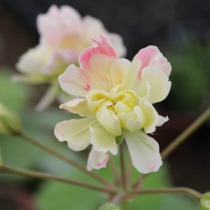 Pelargonium Zonartic Rushmoor Orinoco - Image 4