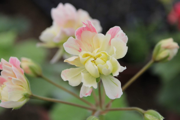 Pelargonium Zonartic Rushmoor Orinoco