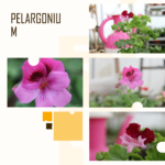 Read more about the article Кралицата на цветовите: Ројал и Ангел Пеларгониуми се веќе во HortiGardens 🌸