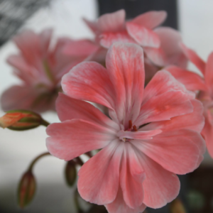 Pelargonium Rushmoore Vistula