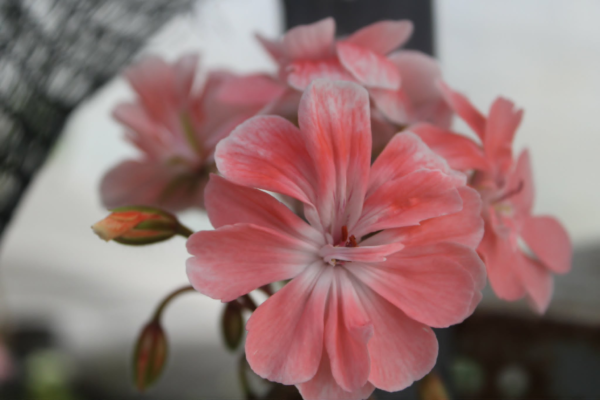 Pelargonium Rushmoore Vistula