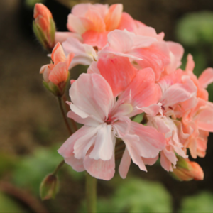Pelargonium Rushmoore Vistula - Image 4
