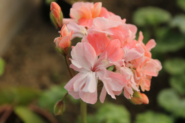 Pelargonium Rushmoore Vistula