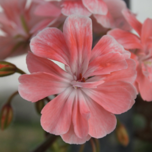 Pelargonium Rushmoore Vistula - Image 3