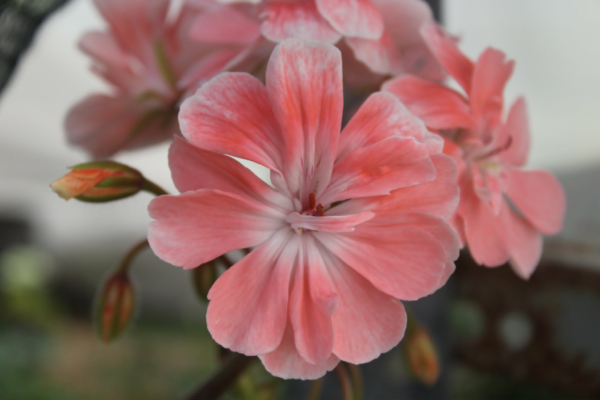 Pelargonium Rushmoore Vistula