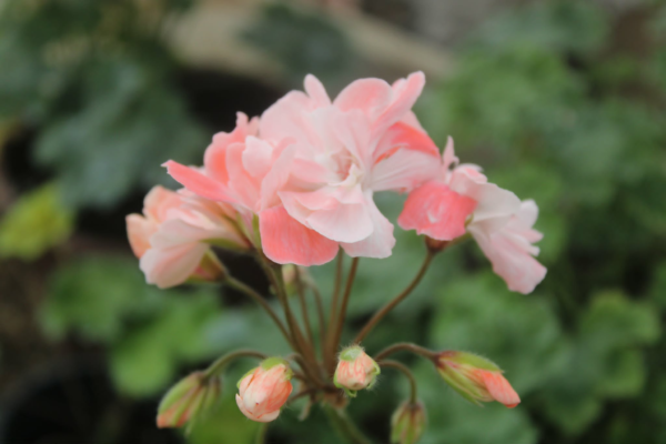 Pelargonium Rushmoore Vistula
