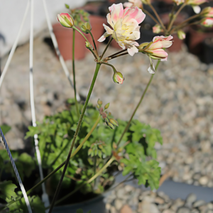 Pelargonium Zonartic Rushmoor Orinoco - Image 6