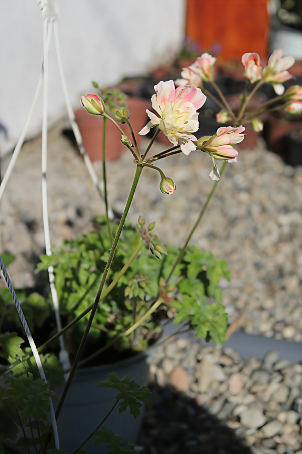 Pelargonium Zonartic Rushmoor Orinoco
