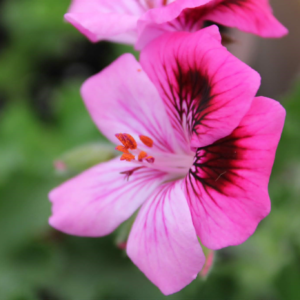 Royal pelargonium (Pelargonium grandiflorum) - Image 2