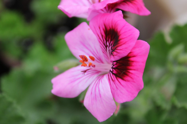 Royal pelargonium (Pelargonium grandiflorum)