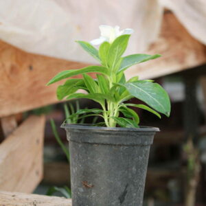 Vinca Mediterranean XP white (Catharanthus roseus) Ф9 – саксија