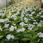 Read more about the article Vinca Mediteran XP White