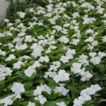 vinca mediterana white