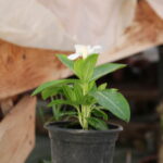 vinca mediterana white